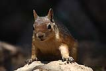 Sincap / Sciurus anomalus / Caucasian Squirrel 